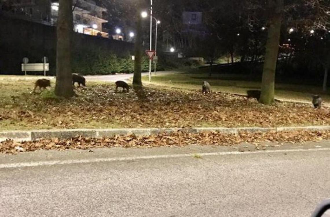 [VIDEO] Branco di venti cinghiali attraversa la strada. La segnalazione corre sui social