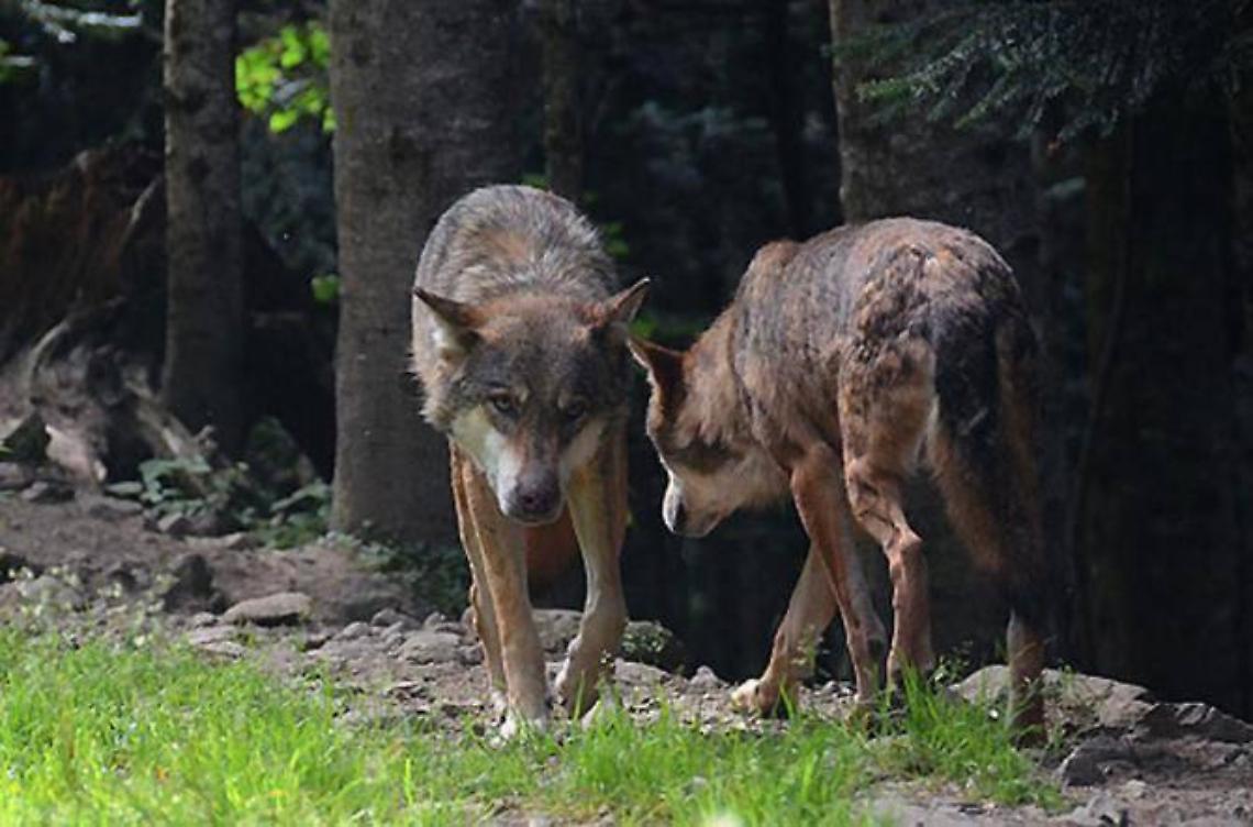 Allarme lupi a valle in cerca di prede. Paura tra i cittadini