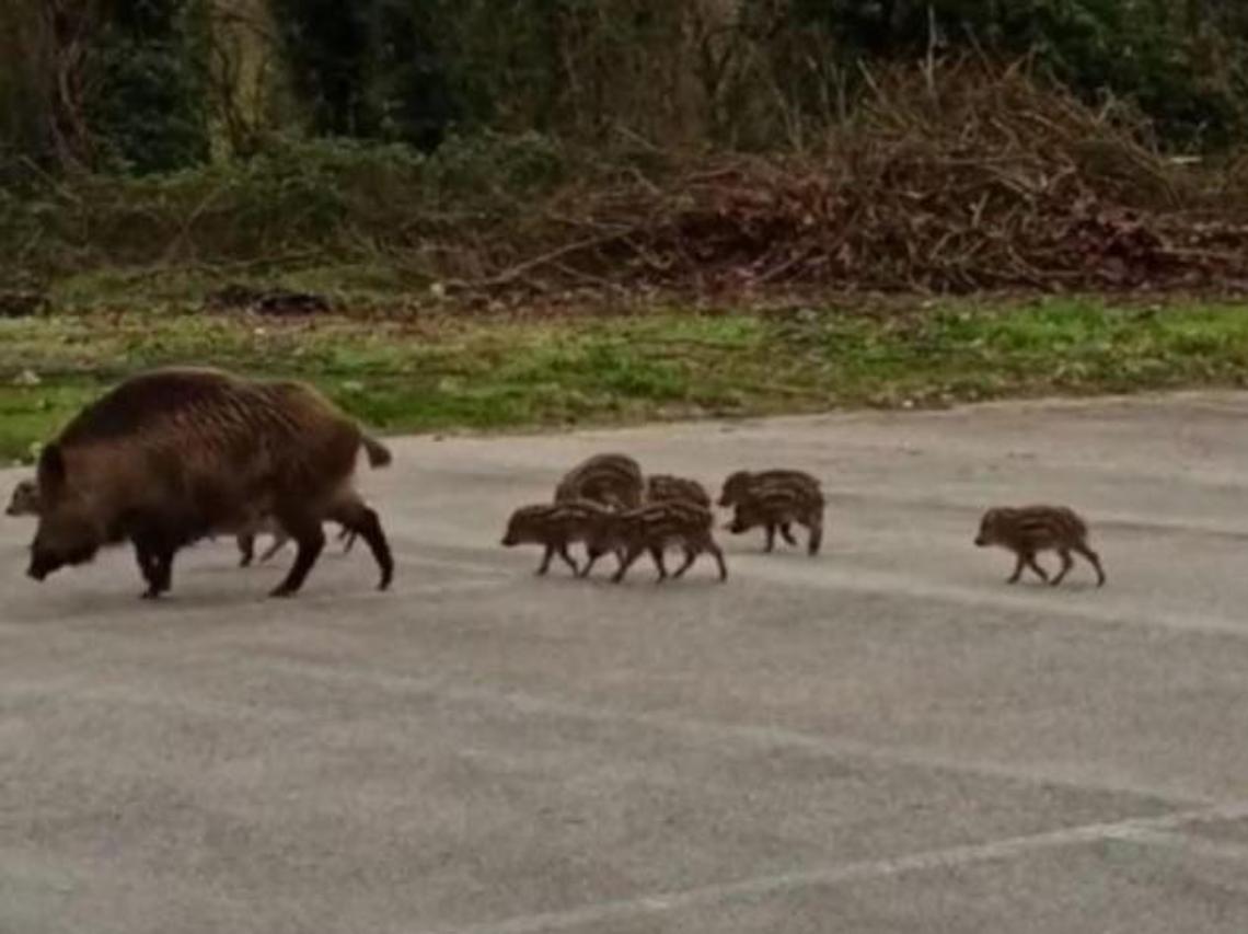 Ceprano, dieci cuccioli di cinghiale e la madre a passeggio vicino al cimitero