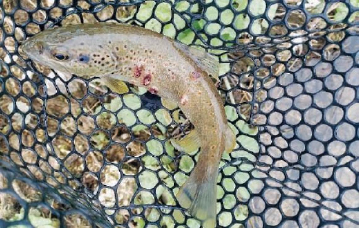 Acque rosse e pesci con strane protuberanze: ambiente sotto attacco