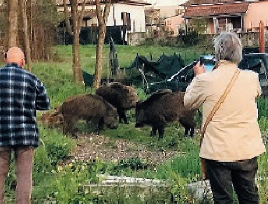 Cinghiali a spasso tra le persone in pieno giorno: cresce l'allarme