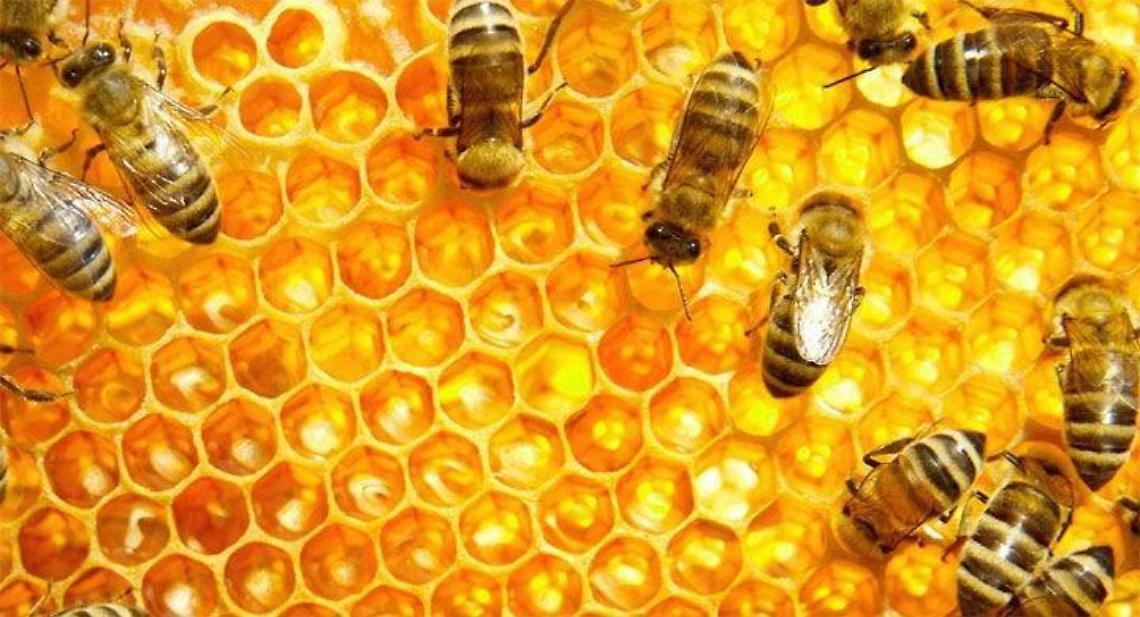 Corso di apicultura: la passione per api e miele diventa un lavoro
