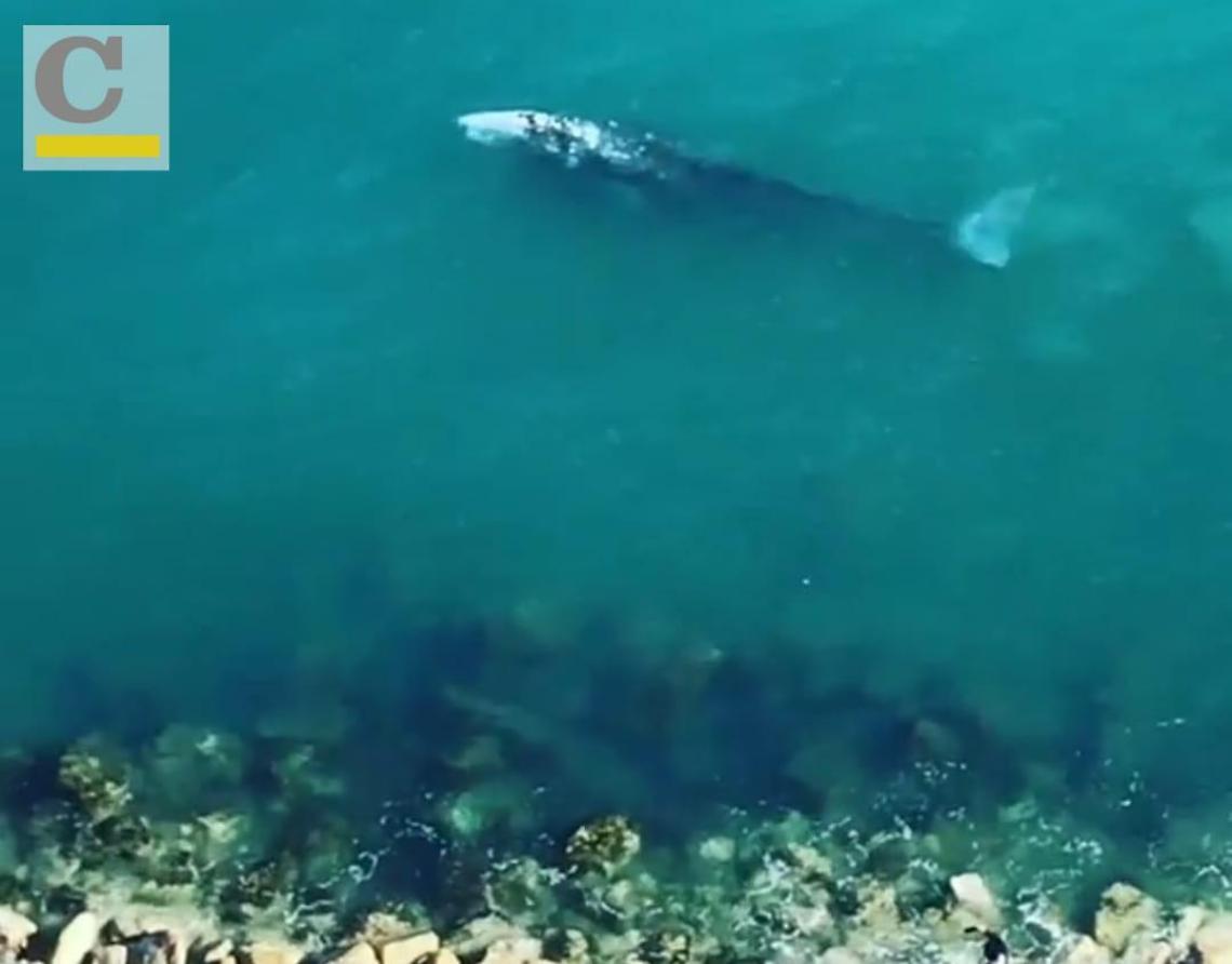 Raro esemplare di balena avvistato nelle acque di Ponza: Megattera al Frontone