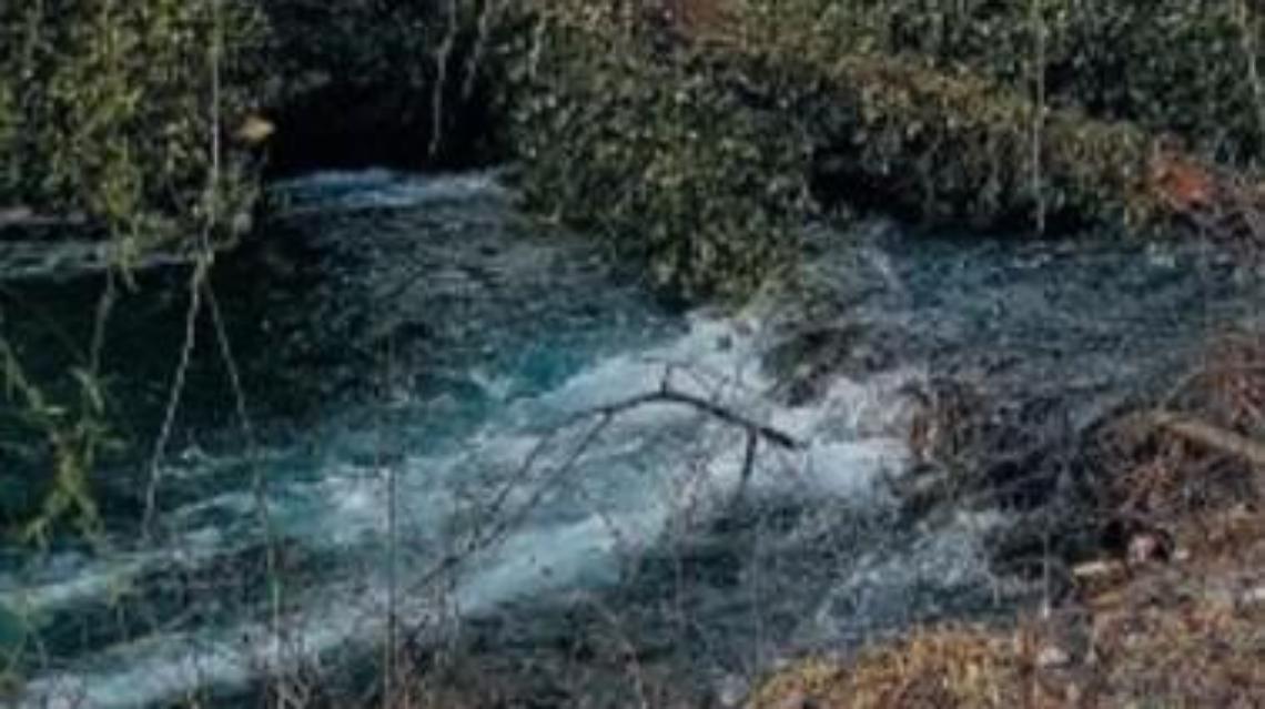 Gattini legati in una busta e gettati nel fiume: un uomo si tuffa per salvarli