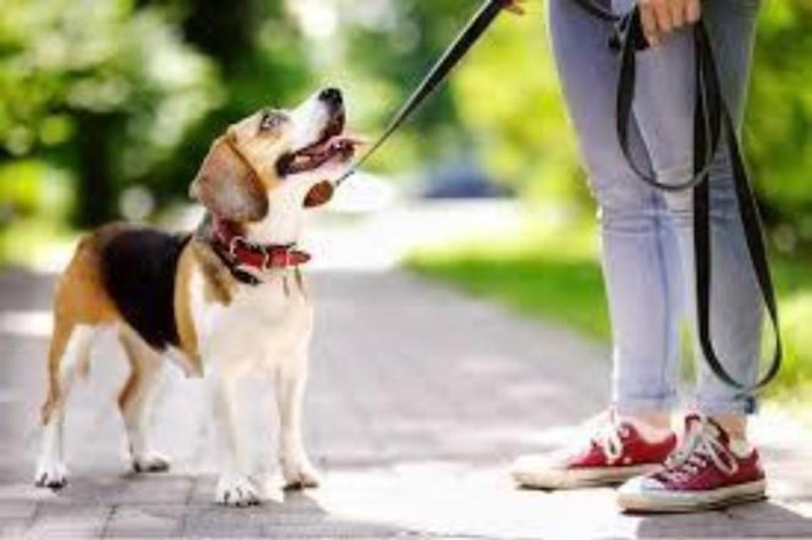 Canile vuoto e animali tutti adottati: il grande lavoro delle volontarie