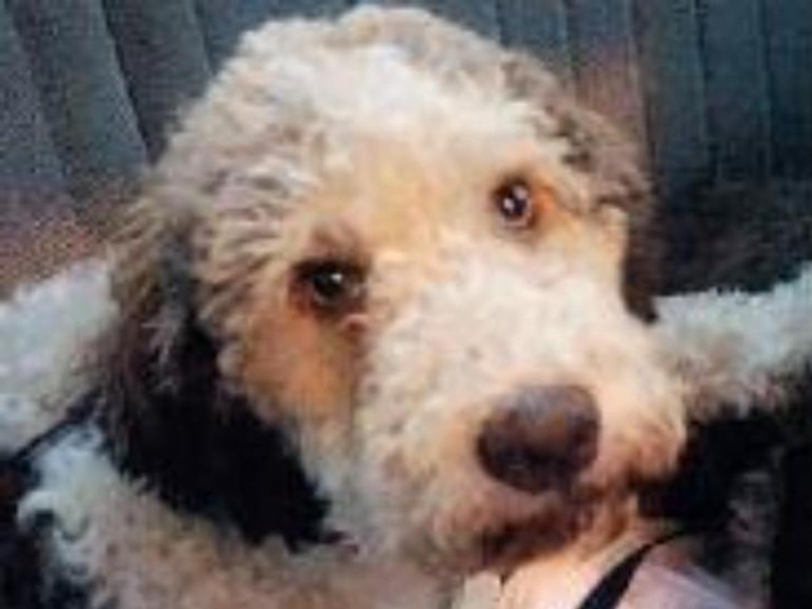 La favola di Salvo, randagio adottato: e così l'amore per i cani diventa associazione
