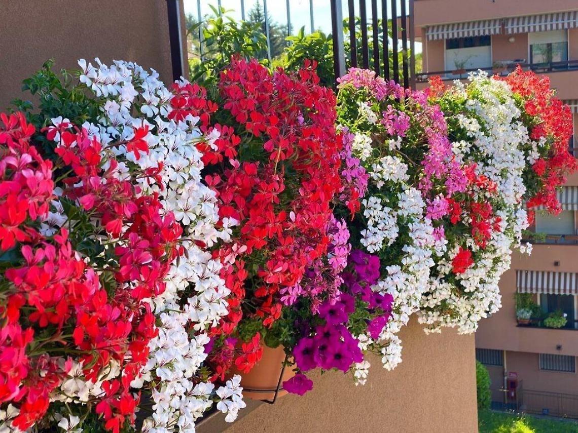 Boville Ernica, Borgo in fiore: sulle orme di Giotto il 19 e il 20 giugno