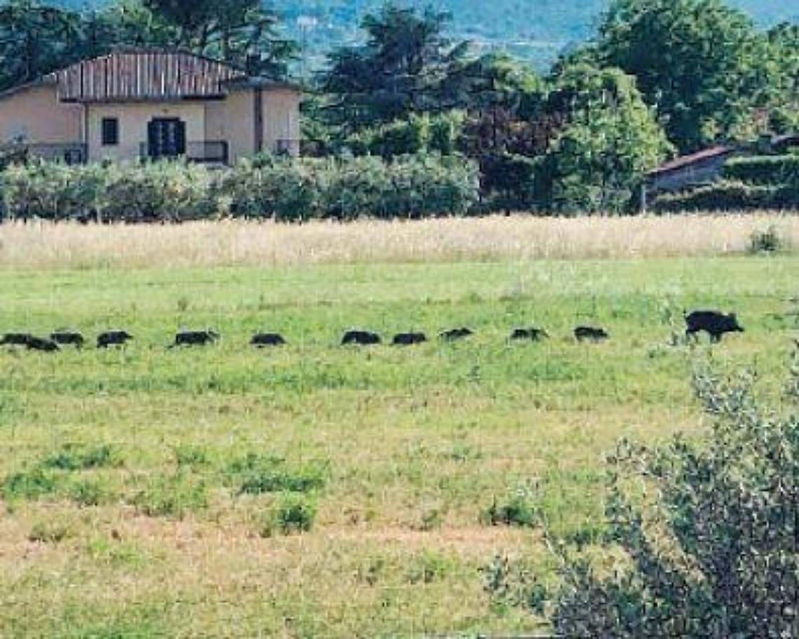 Ceprano, cinghiali a spasso in città: l'invasione continua