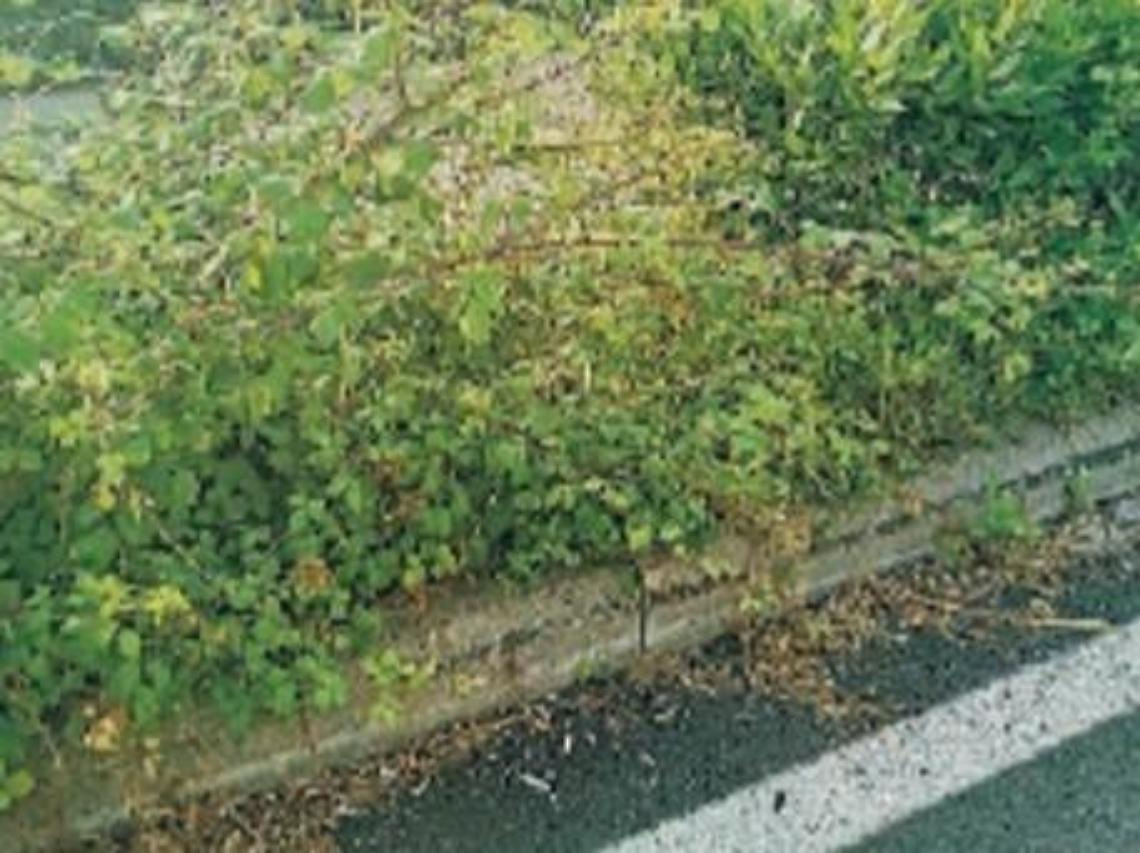 Collegamento tra superstrada e Casilina: "Bretella nell'incuria"