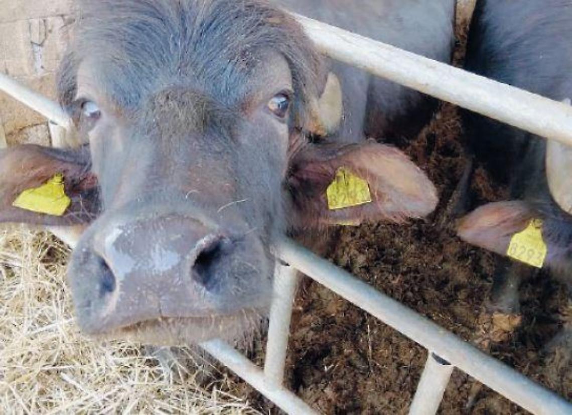Amaseno, un pool di esperti per favorire lo sviluppo delle aziende agricole