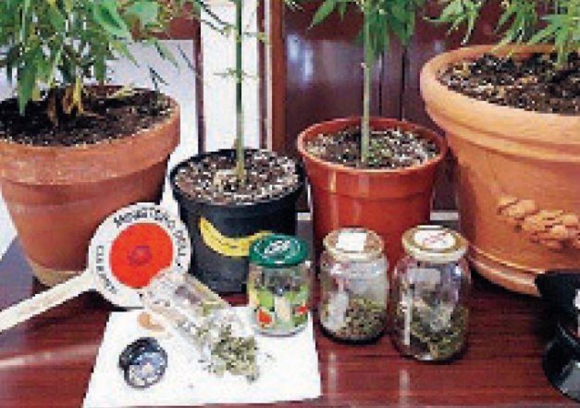 Coltivava marijuana in un gazebo: i carabinieri lo scoprono e lo denunciano