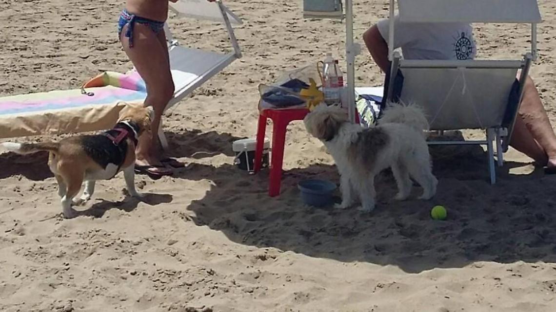 Il Tar ha deciso: i cani accompagnati possono accedere in spiaggia