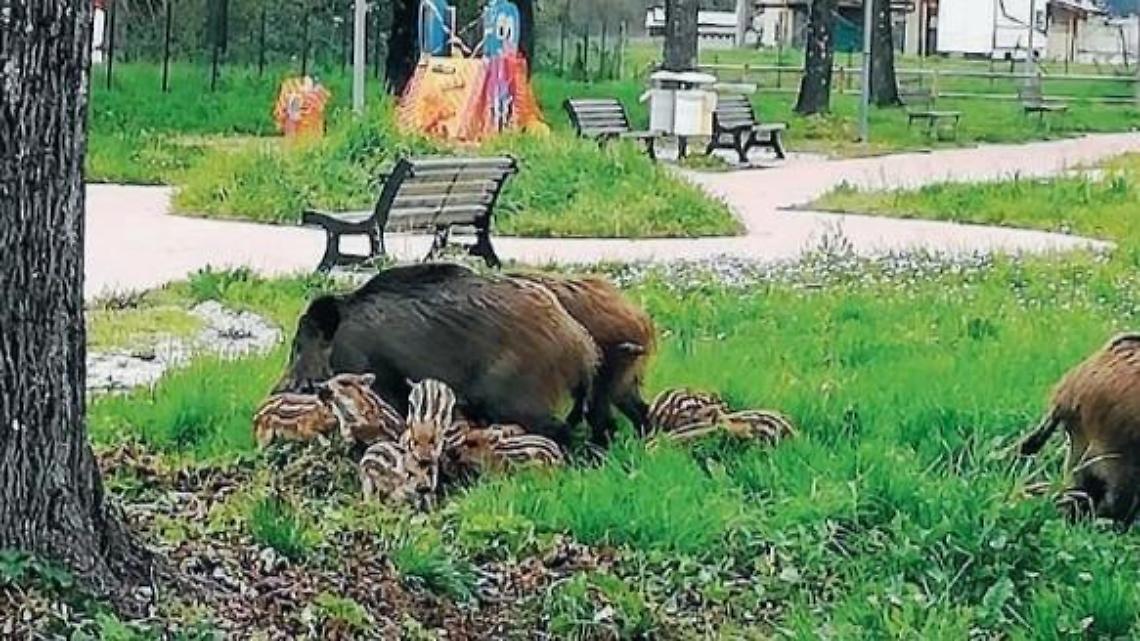 Emergenza cinghiali, colture e cittadini a rischio: vertice in Comune