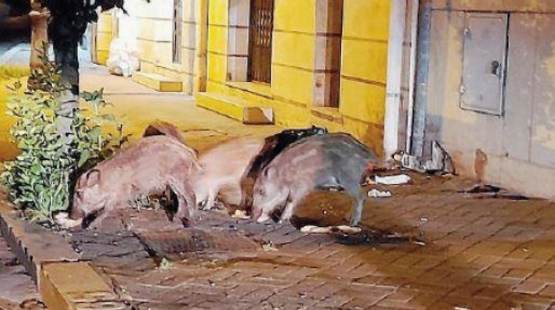Caos cinghiali, sempre pi&ugrave; esemplari a spasso nei cortili. Cresce l'allarme