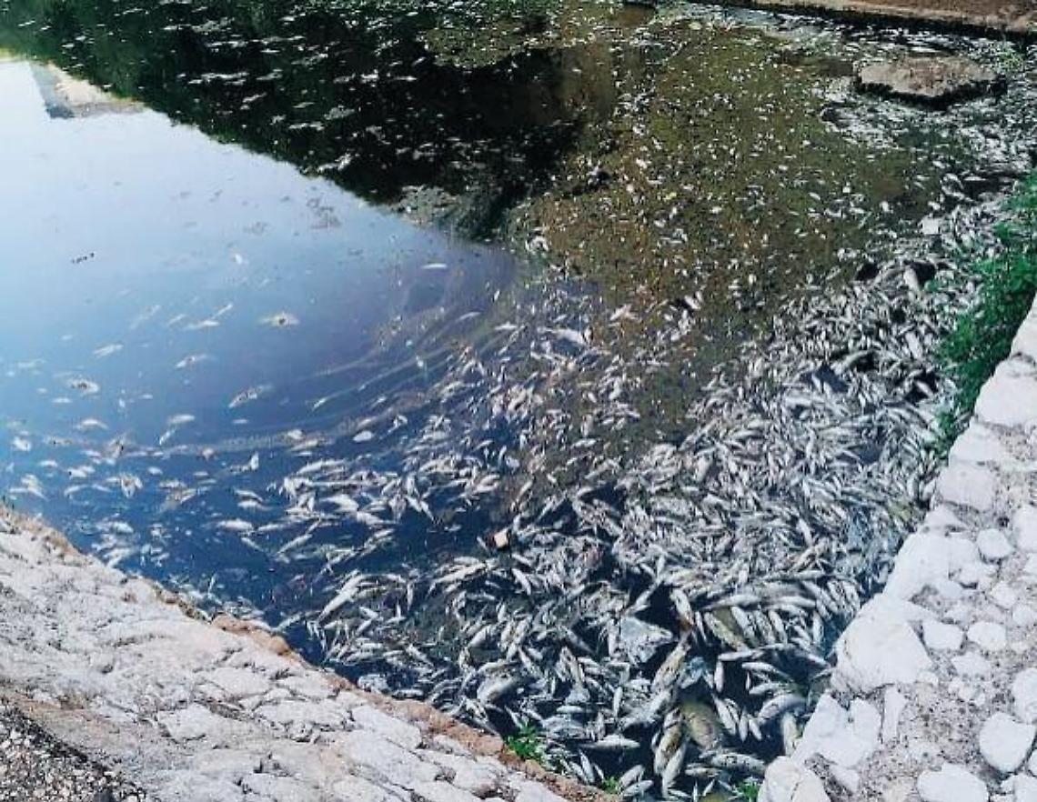 Ecatombe di pesci: in centinaia galleggiano sulle acque del Sacco
