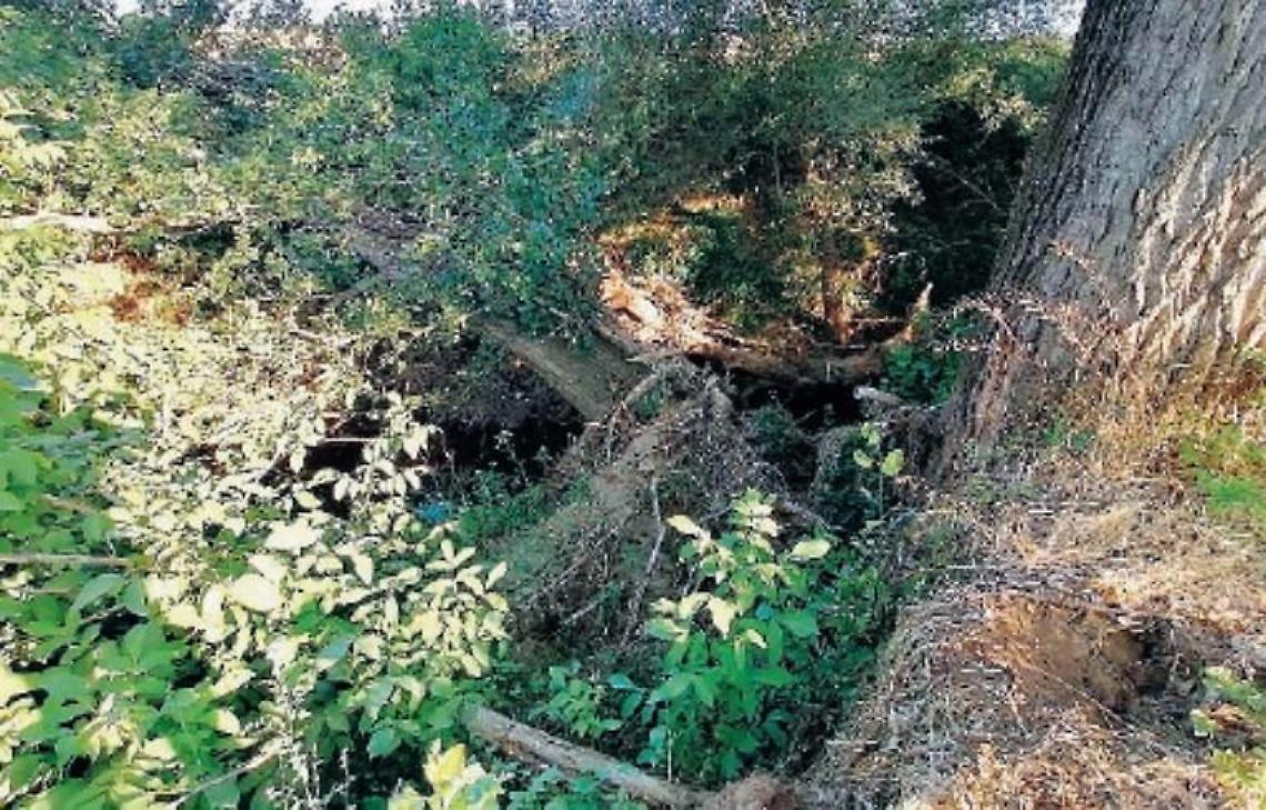 Corsi d'acqua ostruiti, alberi e rovi sono un pericolo: bisogna intervenire