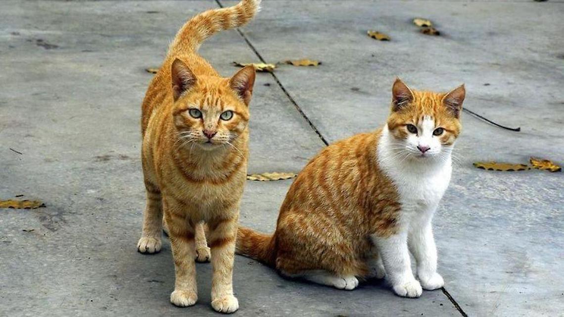 Strage di gatti in pieno centro, la crudeltà non resterà impunita: è caccia ai colpevoli