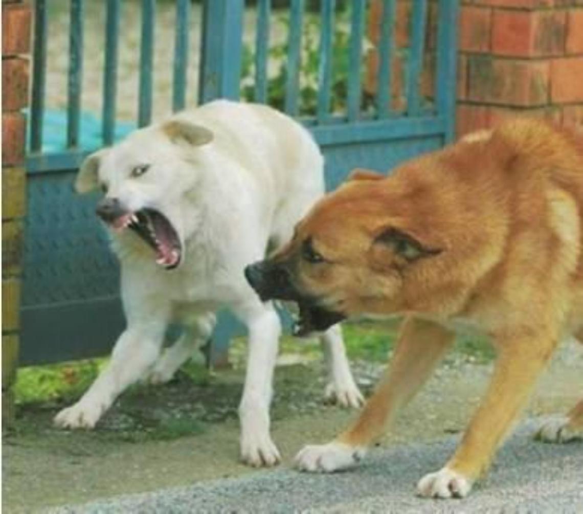 Ventenne sbranata da un branco di cani randagi: l'orribile morte di Simona