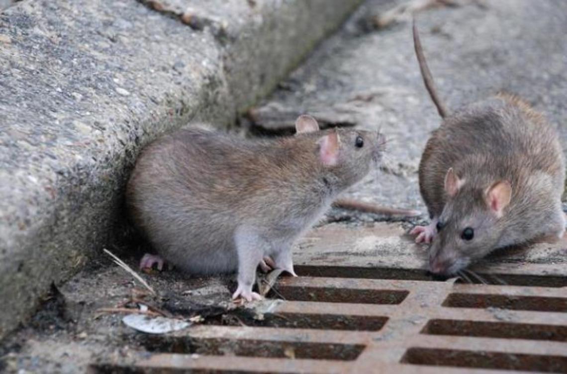 Topi a spasso in molte zone del paese: i cittadini chiedono interventi