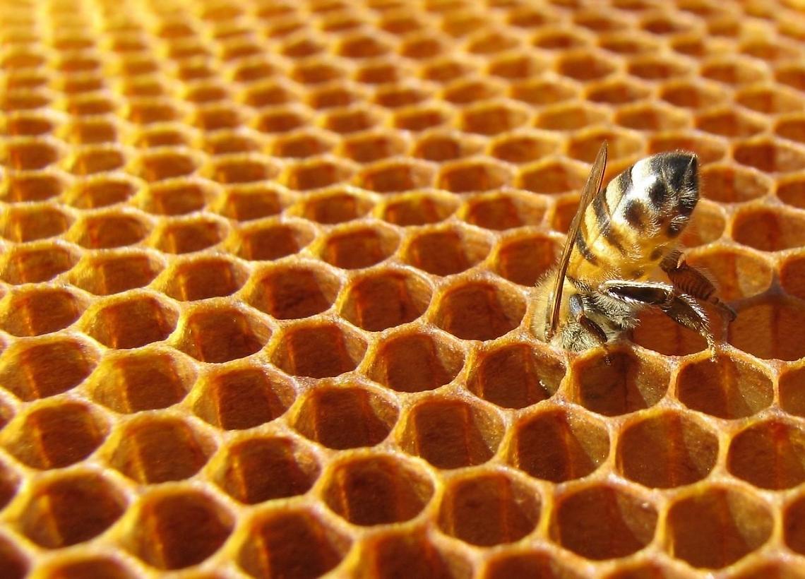 Apicoltura locale in ginocchio per il clima: l'allarme di Confagricoltura
