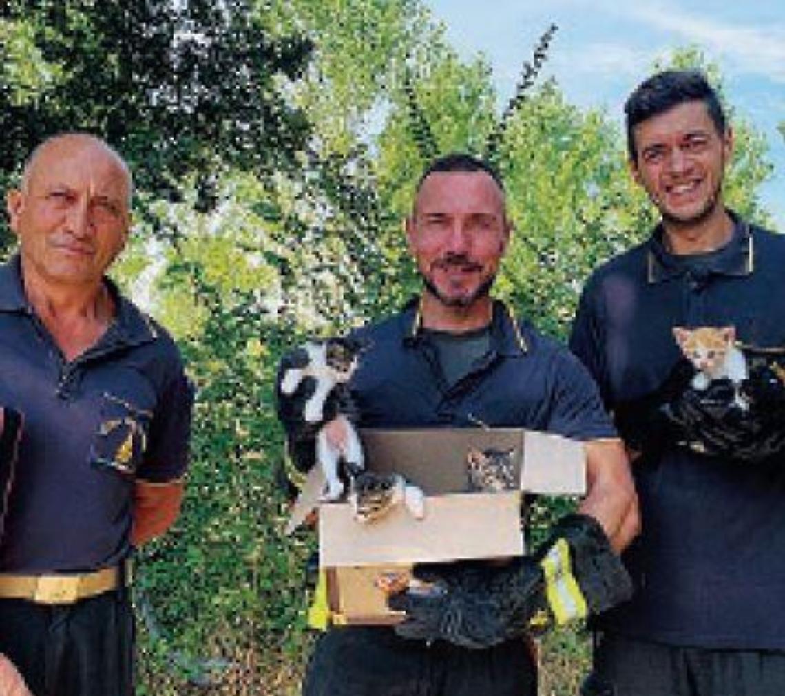 Gattini gettati in un tombino: salvati in extremis dai vigili del fuoco