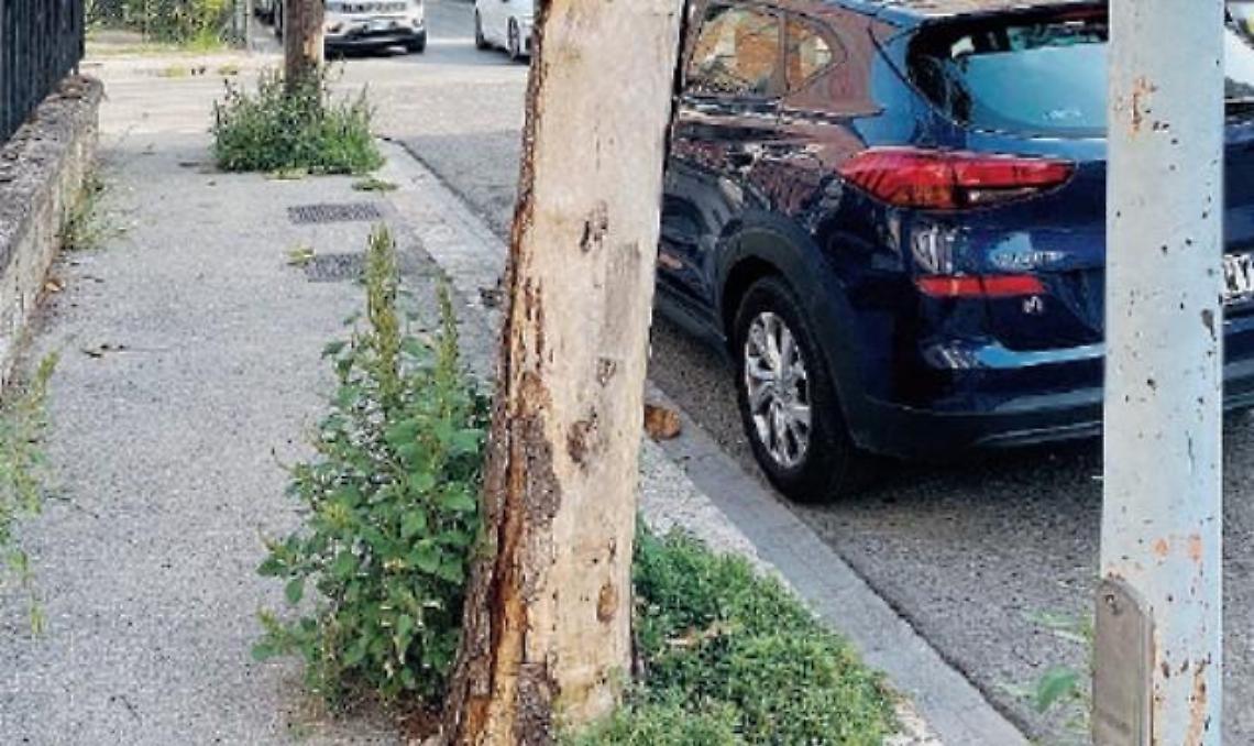 Vegetazione incolta, disagi anche vicino le scuole: le polemiche dei residenti