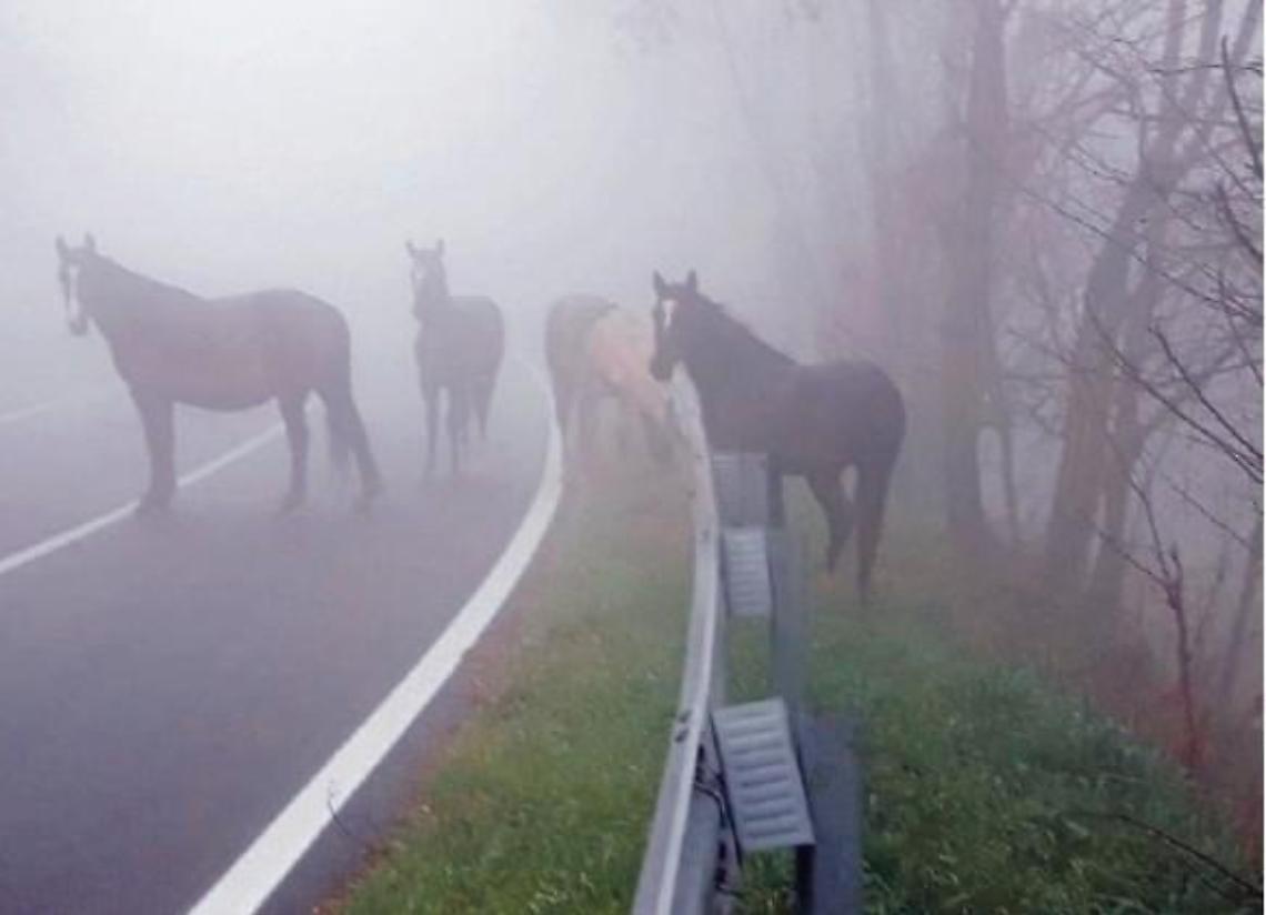 Animali a vaganti, un problema che sembra non trovare soluzione: l'appello
