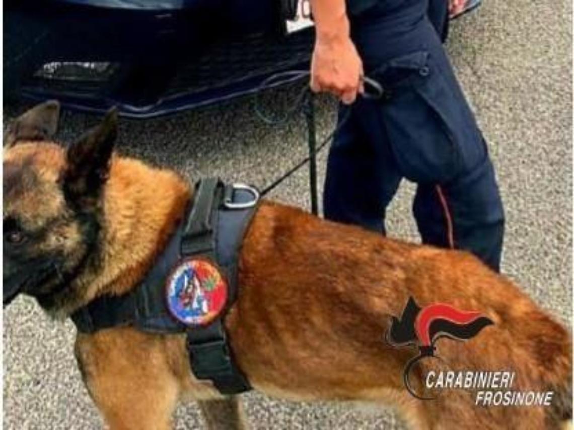 Con la cocaina nascosta in un calzino: albanese arrestato ma torna subito libero