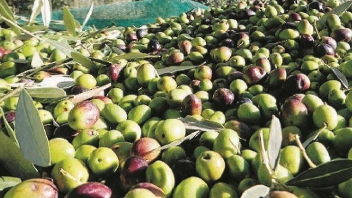 Eccellenze olearie italiane, arriva il concorso per le olive da tavola