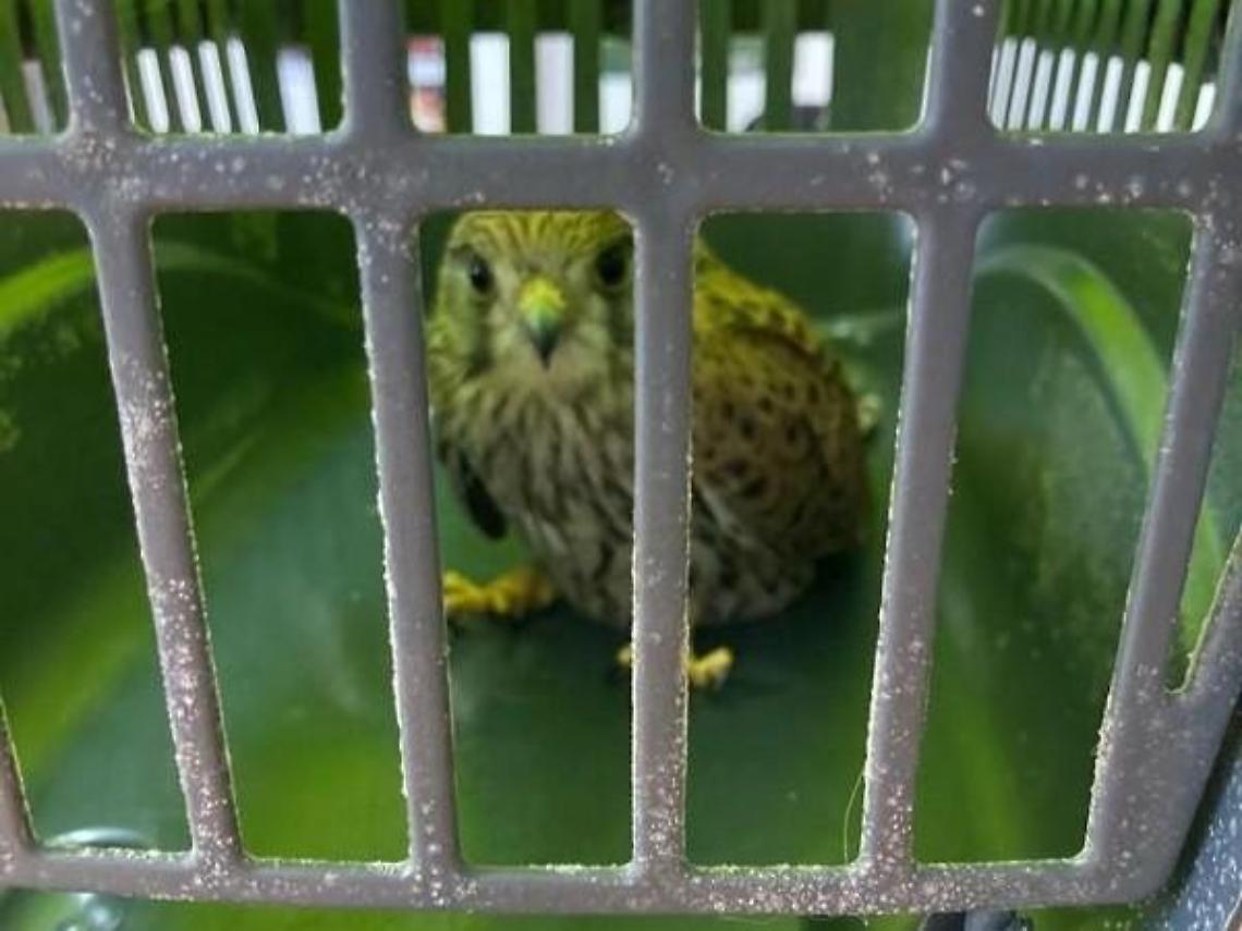 Falco ferito dai bracconieri trovato in fin di vita: il salvataggio