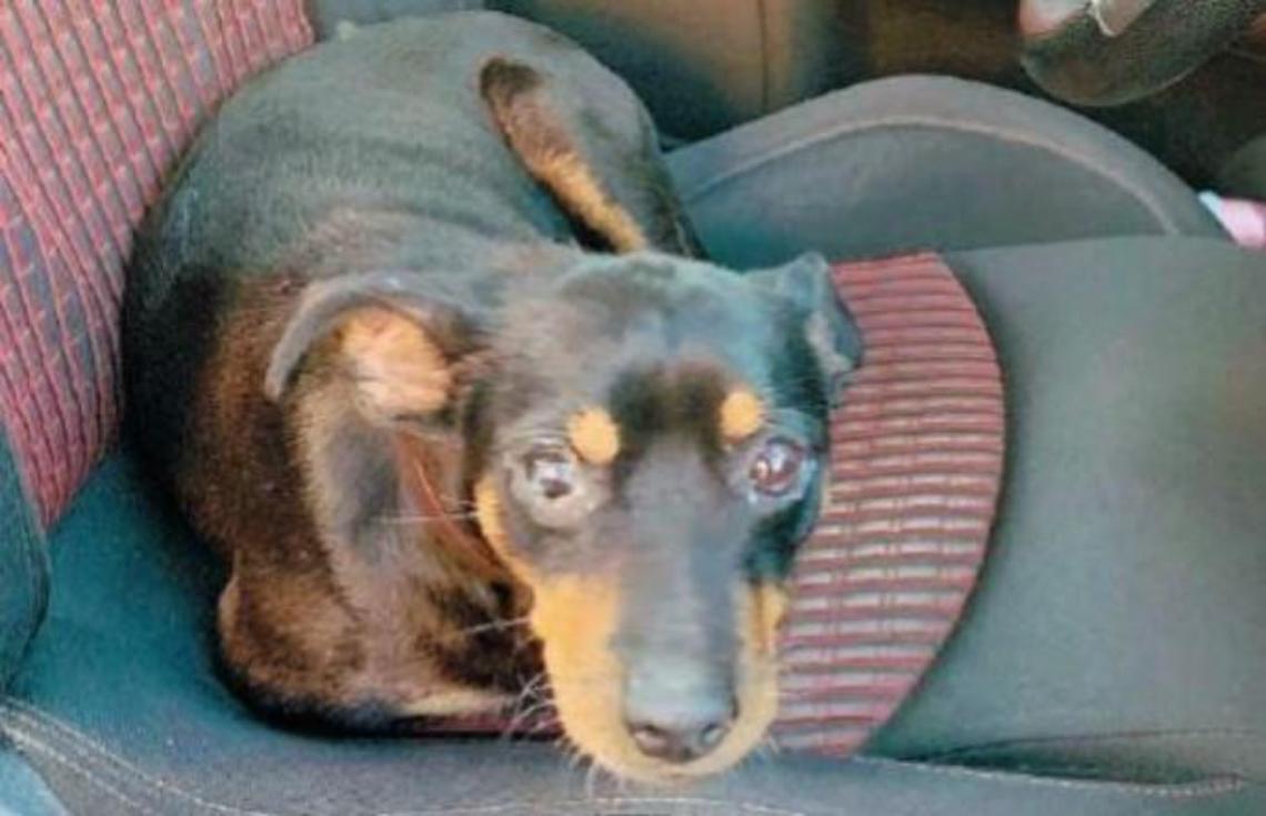 Cane abbandonato è il simbolo del paese, ora è scomparso: l'ombra della cattiveria umana