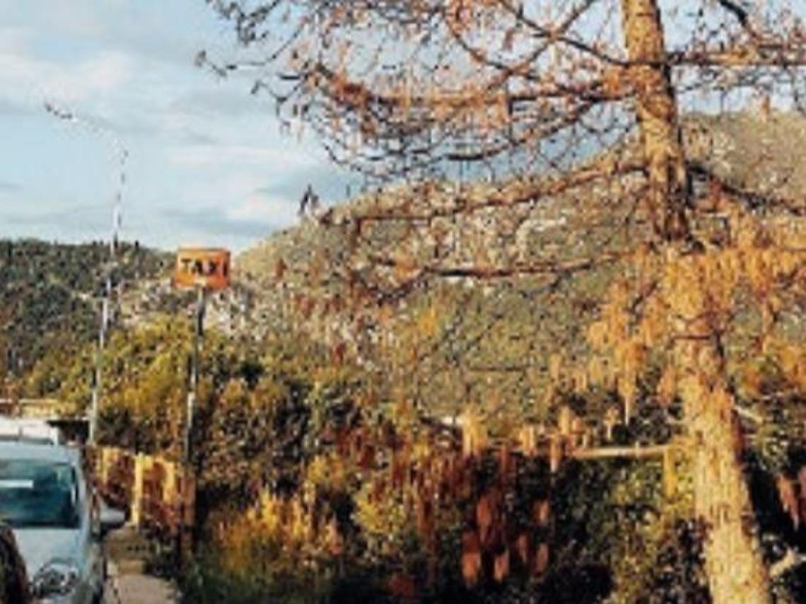 Alberi nel piazzale dell'ospedale: occhi puntati sul loro stato di salute