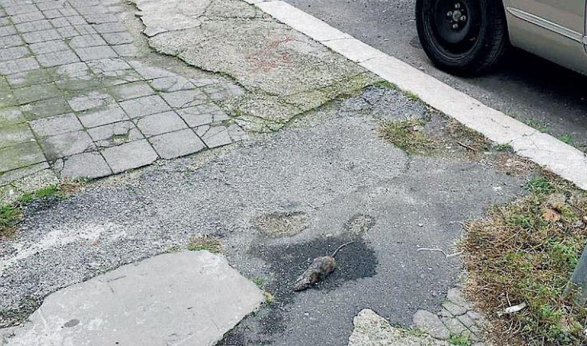 Topi morti o a spasso sui marciapiedi e troppi randagi: monta la protesta