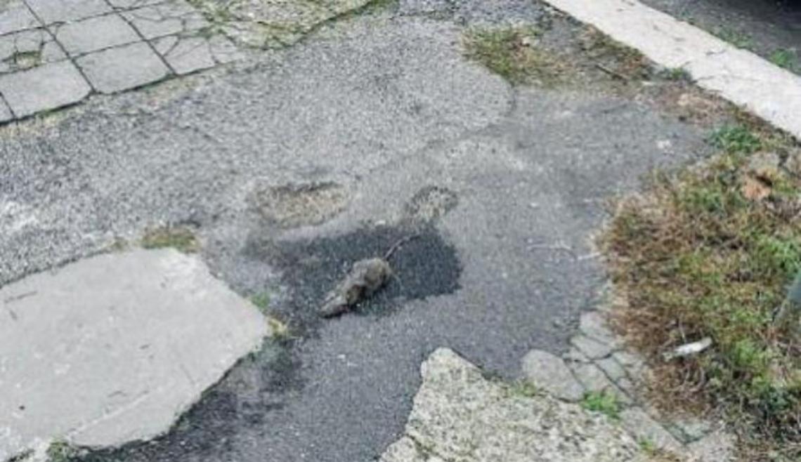 Topi sui marciapiedi e tanti randagi, quartiere nel degrado: l'ira dei residenti