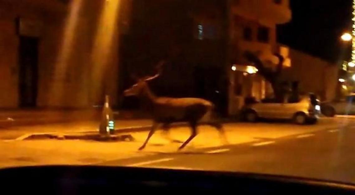 Un cervo...a spasso per la strada: immortalato in un video, diventa virale