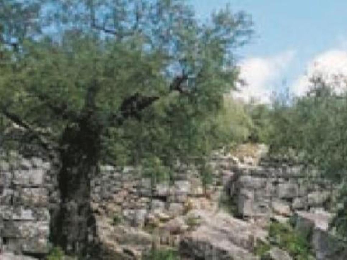 Uliveto depredato e devastato da ignoti: la disperazione dell'anziana proprietaria