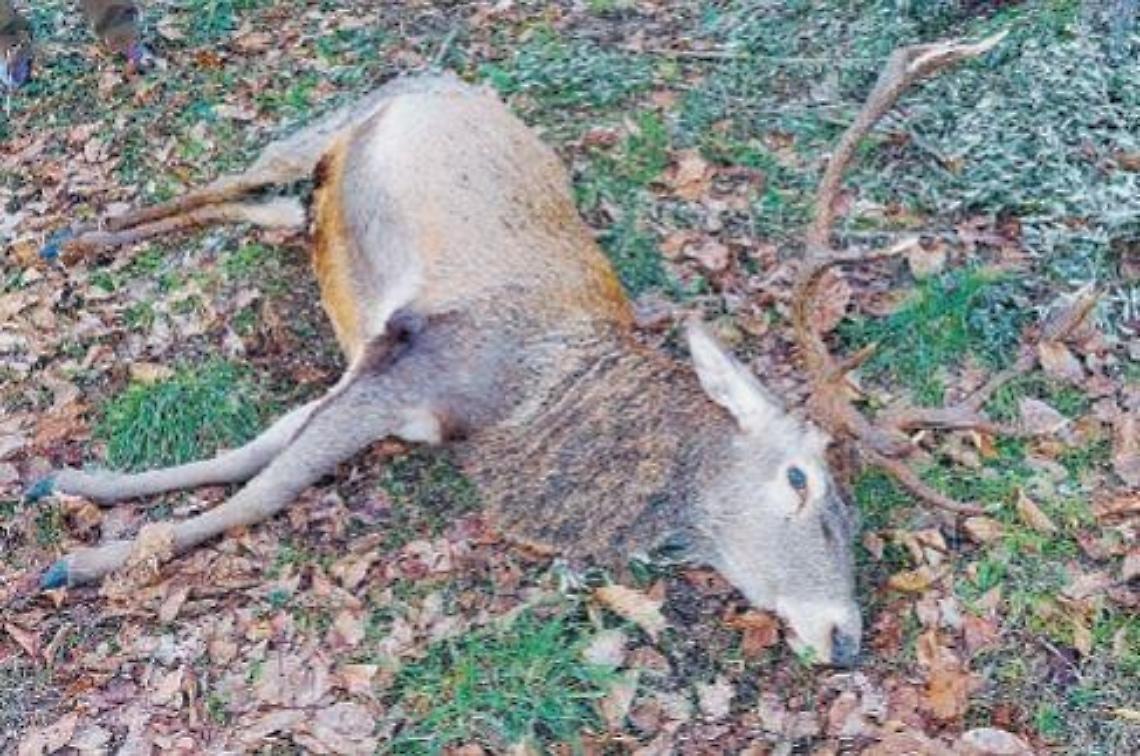 Non solo orsi e cinghiali, anche i cervi fanno paura: un esemplare investito e ucciso
