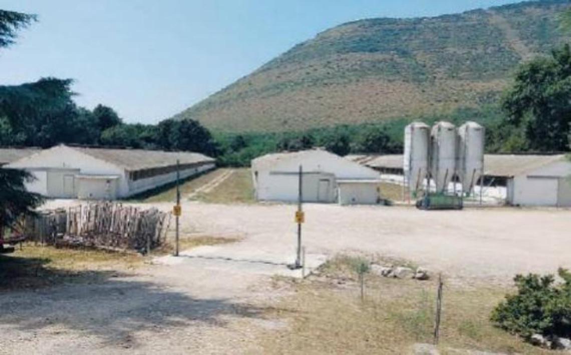 Allevamento di tacchini, torna la “puzza”. E con essa disagi e polemiche