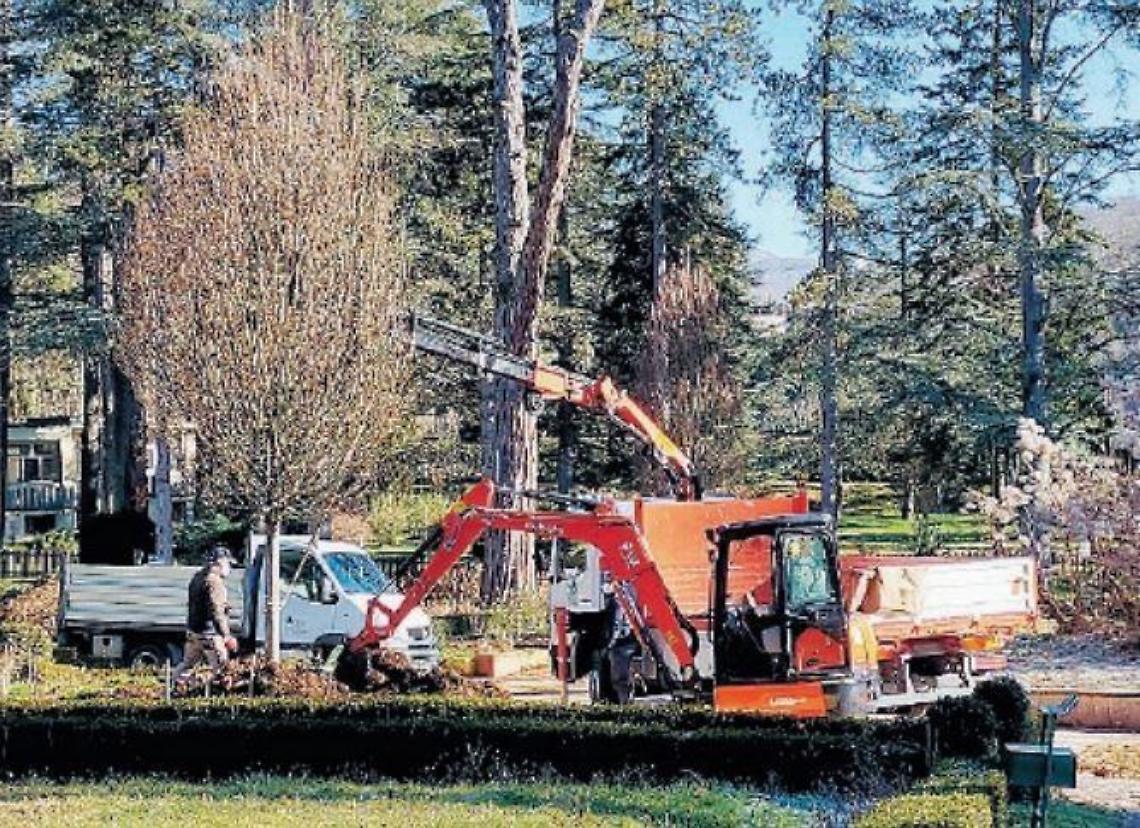 In corso i lavori di Atf, la società recupera il patrimonio boschivo