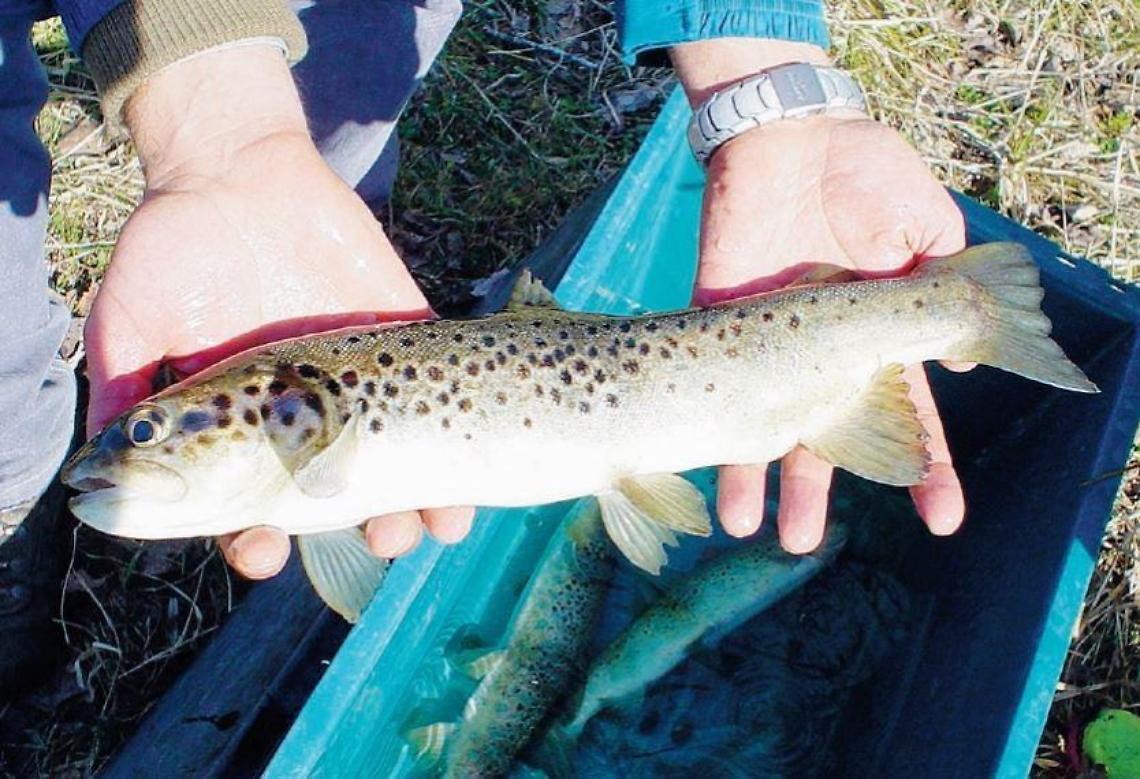 Fungo killer nel fiume, troppe trote infette: è emergenza ambientale