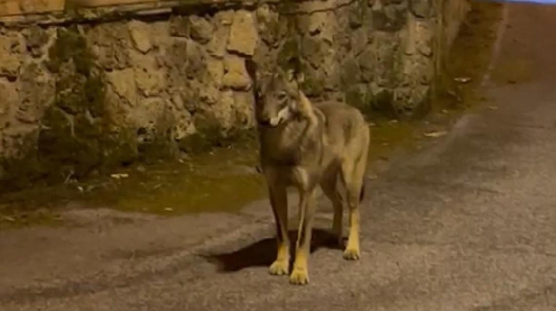 Lupo a spasso per le strade del paese: lo spettacolare video