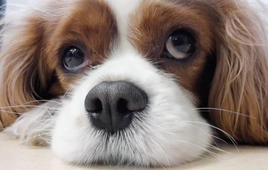 Tutela e benessere degli animali: nasce il nuovo regolamento