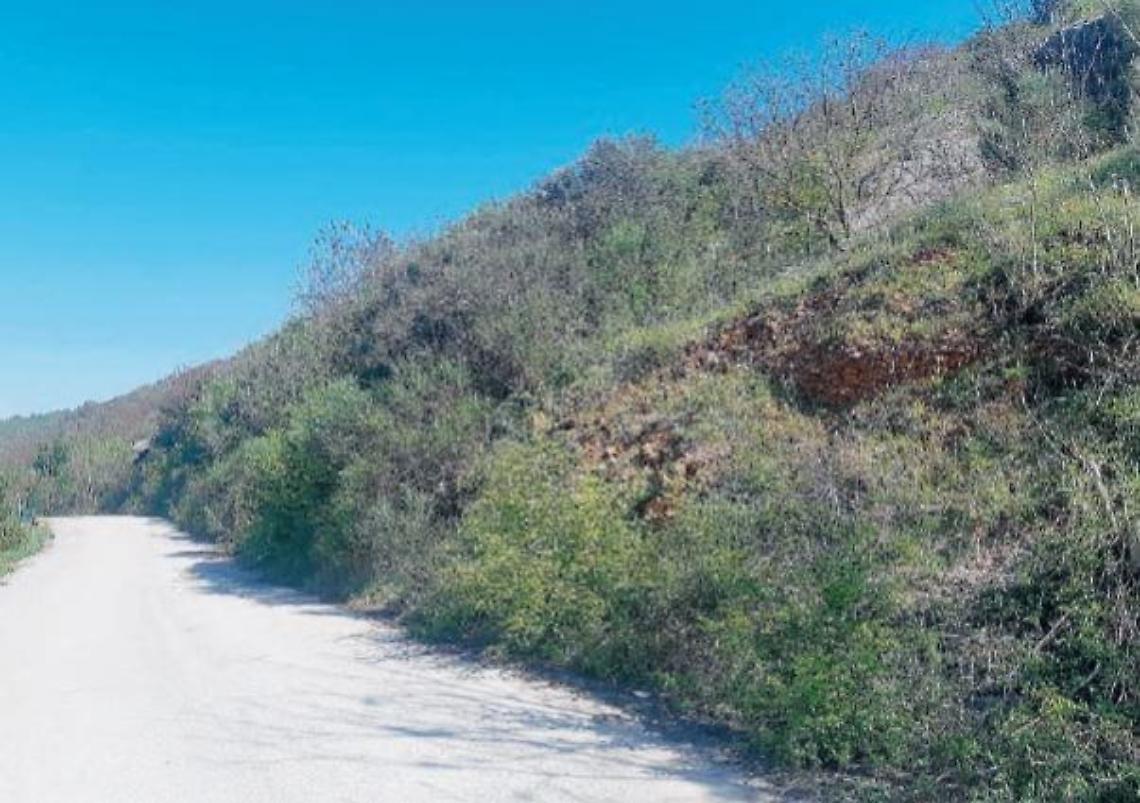 Va per asparagi ma viene sbranato e ucciso dai cani: c'è un indagato