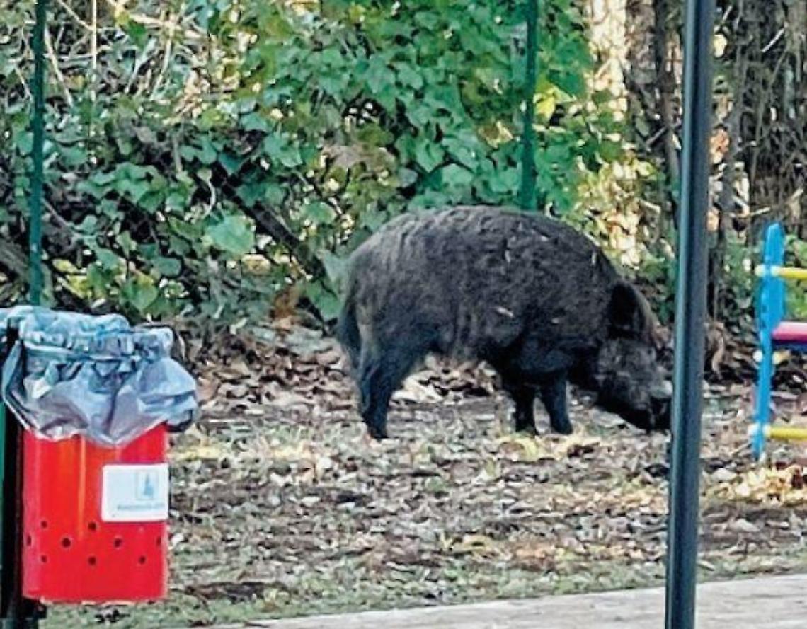 Cinghiale a spasso nel parco della città, lo scatto diventa virale