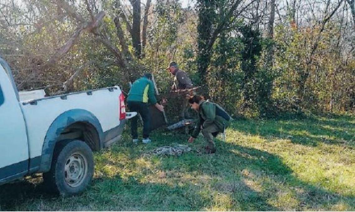 Catturato un grosso cinghiale, da tempo si aggirava in via Pertini