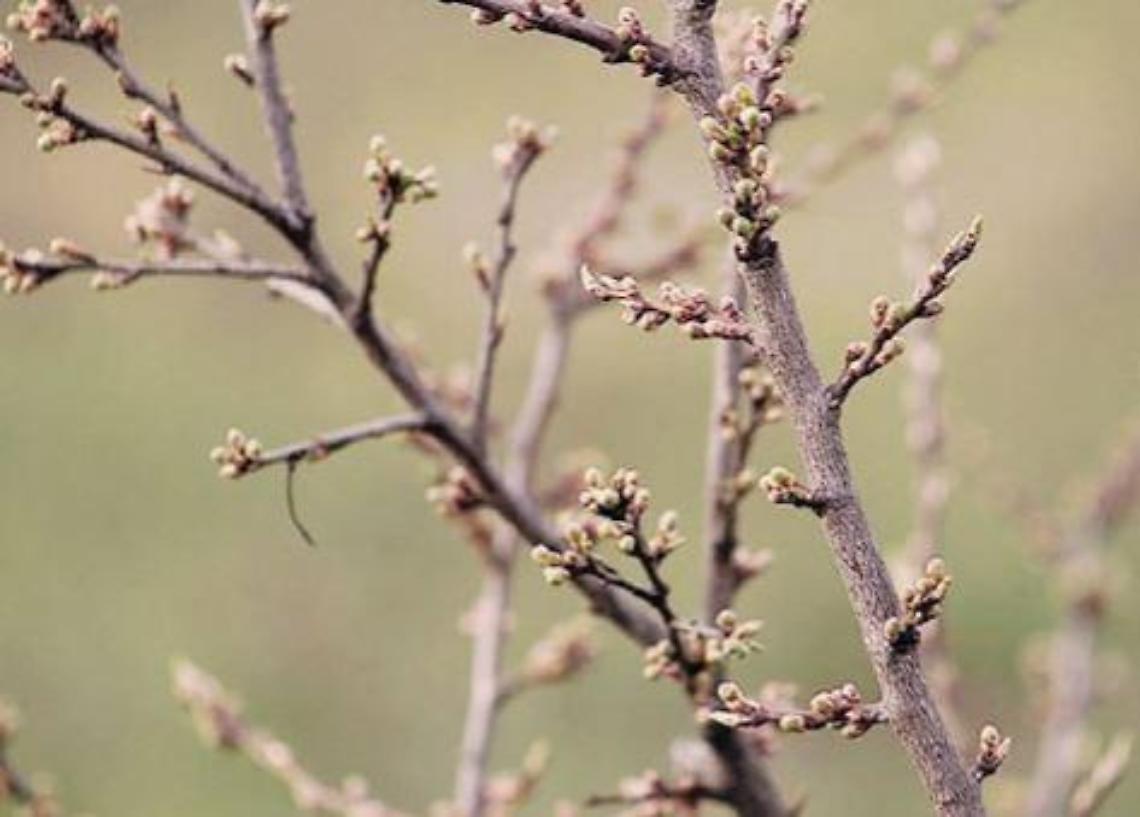 Temperature anomale e natura in tilt: il caldo fa spuntare le prime gemme