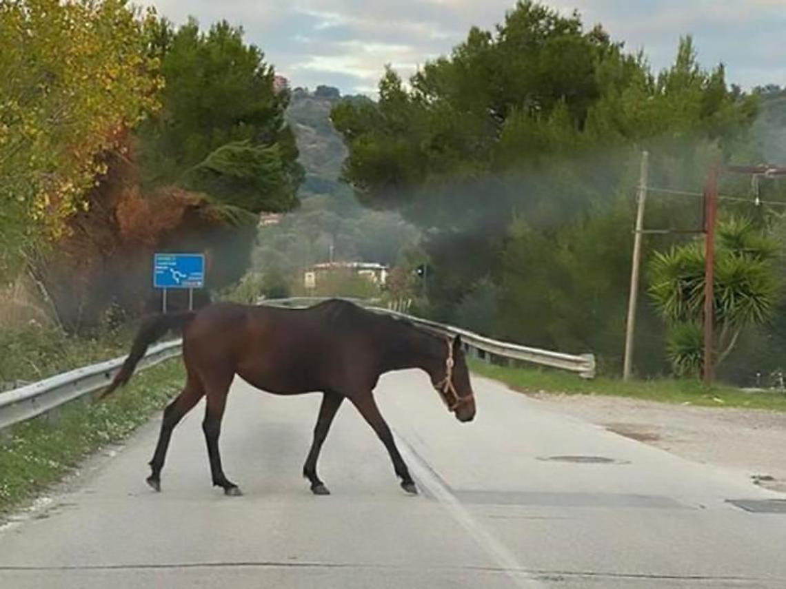 Dopo cinghiali e roditori, ecco anche un...cavallo: l'animale a spasso in centro