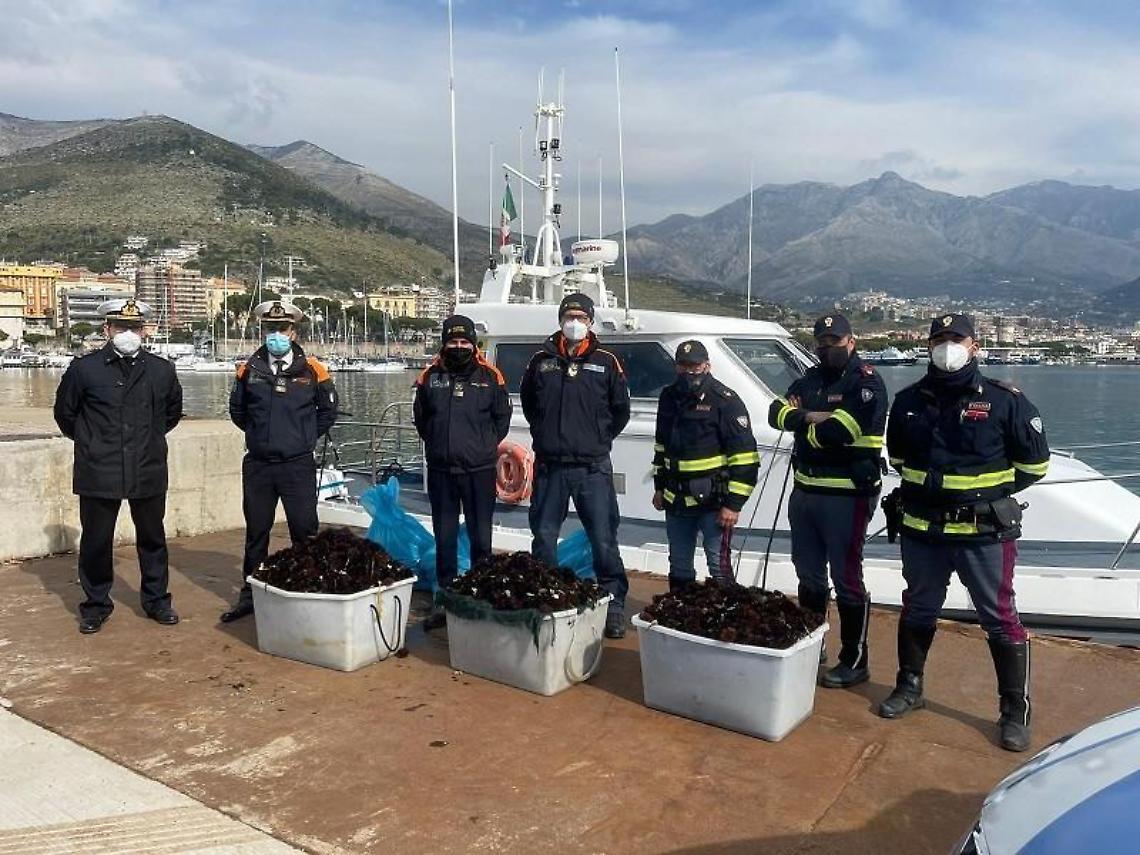 Ricci di mare pescati illegalmente: scattano sequestro e maxi multa