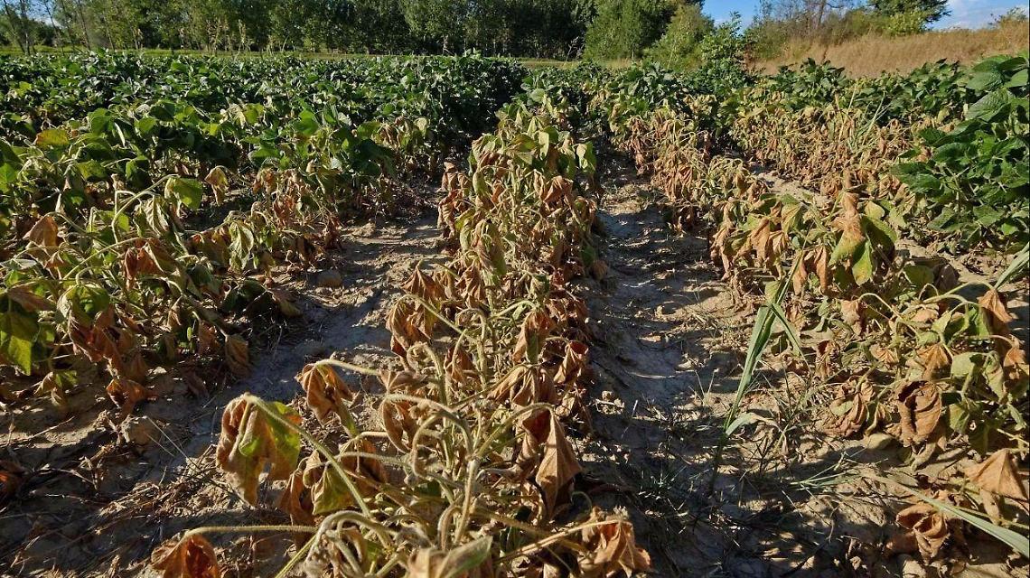 L'inverno 'pazzo' tra caldo anomalo e gelo piega l'agricoltura: allarme e danni