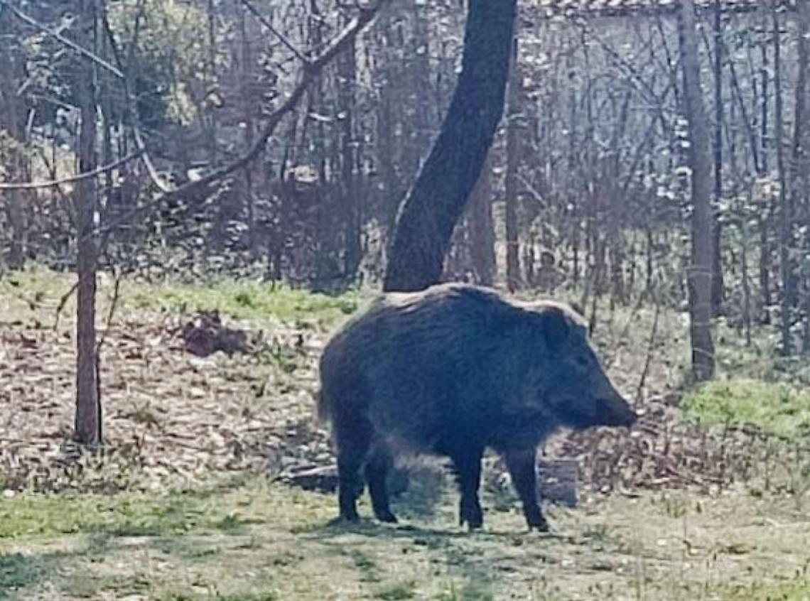 Cinghiali a passeggio sulla strada “Valle del Liri”: dubbi e pericoli